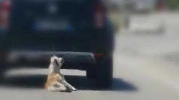 Orrore a Trani: cane legato e trascinato da un’automobile