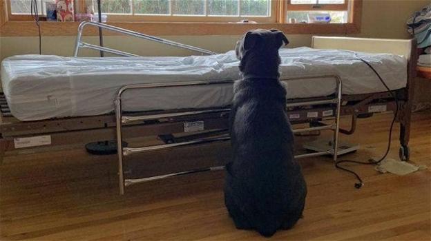 New Jersey: cane rimane accanto al letto d’ospedale del "papà umano" morto