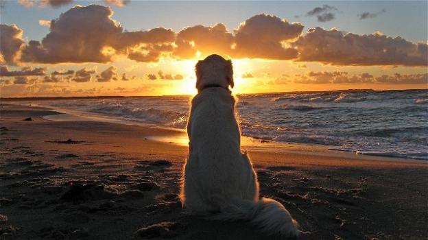 Cani in spiaggia: proibiti solo in presenza di chiari divieti esposti
