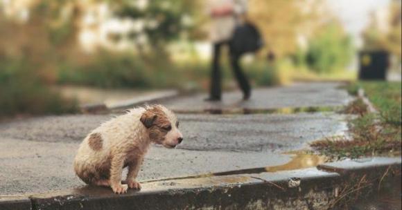 Primo ponte estivo, abbandonati quasi 400 cani per strada