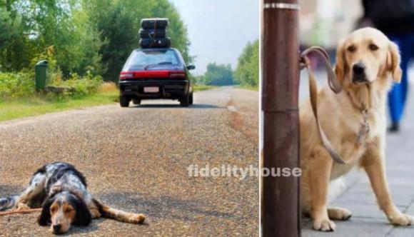 Primo ponte estivo, abbandonati quasi 400 cani per strada