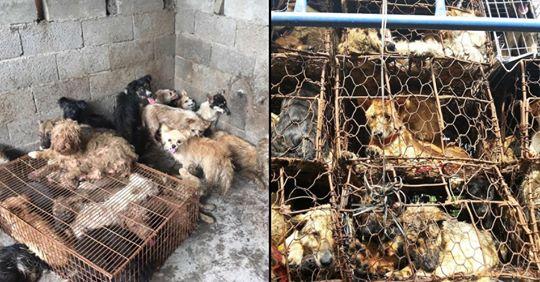 Riparte il festival degli orrori di Yulin: cani torturati e bolliti vivi per la felicità dei visitatori