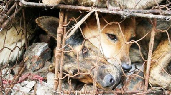 Riparte il festival degli orrori di Yulin: cani torturati e bolliti vivi per la felicità dei visitatori