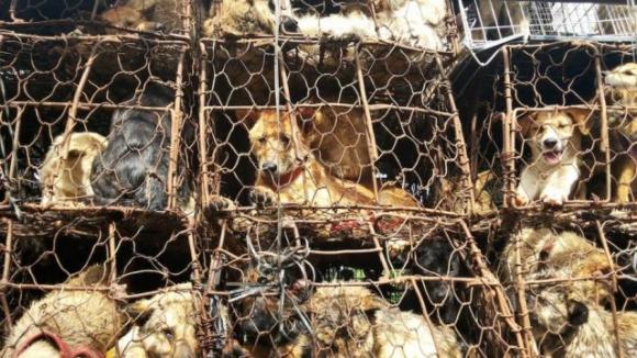 Riparte il festival degli orrori di Yulin: cani torturati e bolliti vivi per la felicità dei visitatori