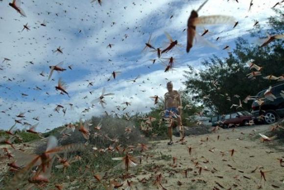 Sardegna, è invasione delle cavallette: danni ingenti all’agricoltura