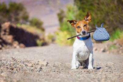 Primo ponte estivo, abbandonati quasi 400 cani per strada