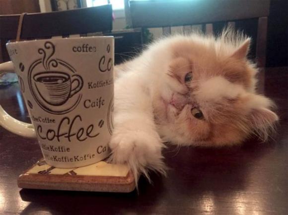 Louis, il gatto che disprezza tutto e tutti è la nuova star del web