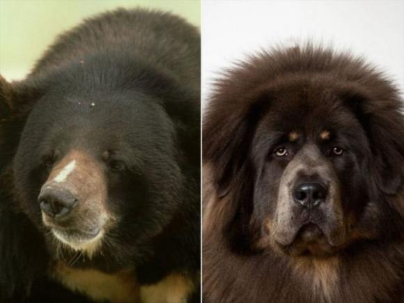 Dopo tre anni, la famiglia scopre che il loro cane è in realtà un orso bruno