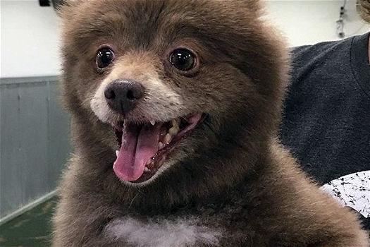 Dopo tre anni, la famiglia scopre che il loro cane è in realtà un orso bruno