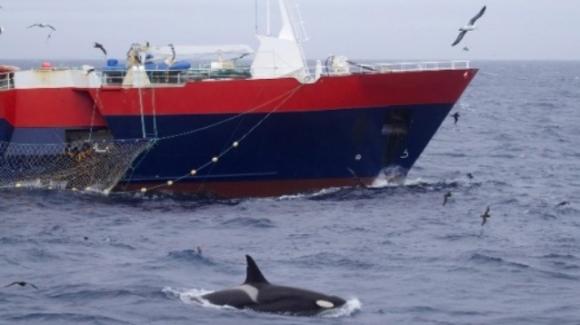 in giappone sara nuovamente legale la caccia alle balene