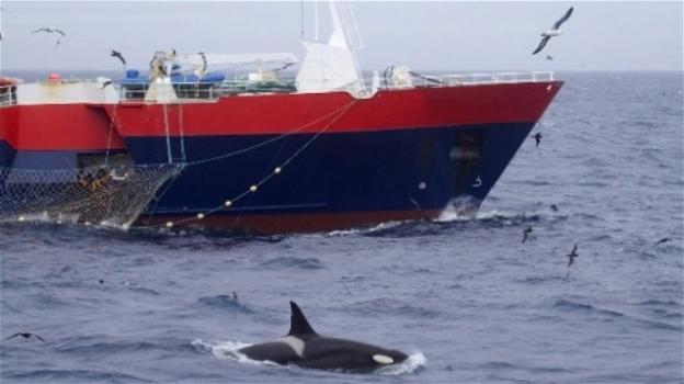 In Giappone sarà nuovamente legale la caccia alle balene
