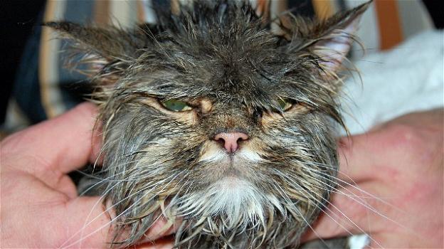 Usa: il gatto Felix sopravvive miracolosamente ad un ciclo di lavaggio in lavatrice
