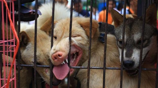 Macello di cani anche in Indonesia: tutto però è destinato a cambiare