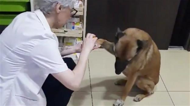 Un cane entra in farmacia e chiede aiuto: il video diventa virale