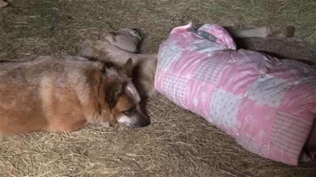 Il cane Zip protegge un puledro rimasto orfano