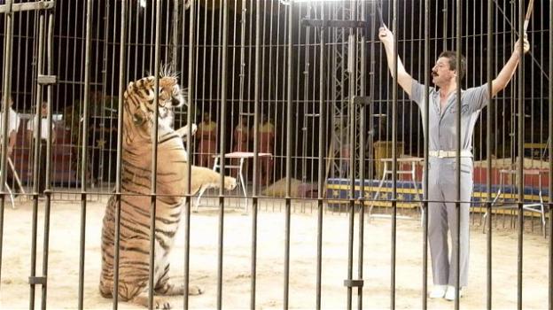 Bari, domatore del circo Orfei sbranato dalle tigri