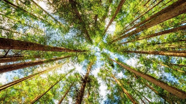 Gli alberi potrebbero salvarci dai cambiamenti climatici