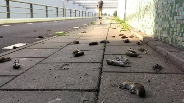 Olanda: rimane un mistero il suicidio di centinaia di topi che si lanciano da un ponte