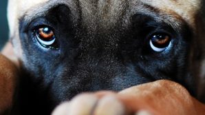 Donna getta acqua bollente sul cane del coinquilino