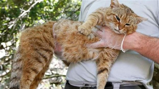 Corsica, scoperto il gatto-volpe: nuova sottospecie di felino selvatico?