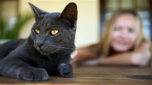 I gatti assimilano e riflettono la personalità dei loro padroni