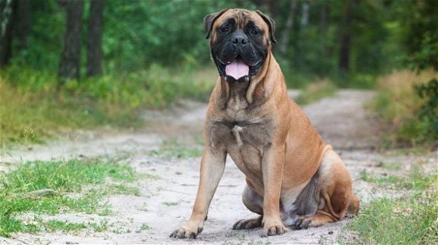 Russia, un cane percorre 200 chilometri per tornare a casa: era destinato al canile