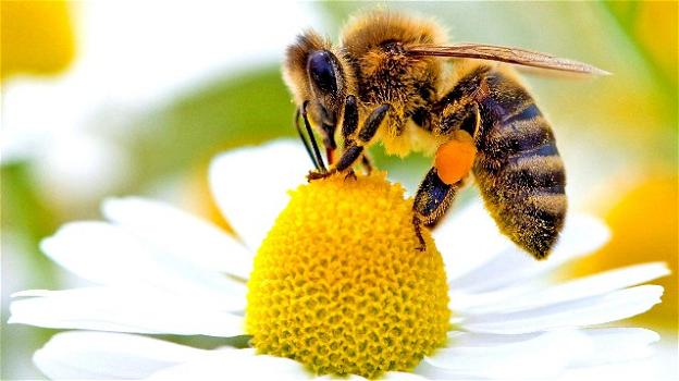 Le api sono gli esseri viventi più importanti del nostro pianeta