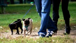 Genova, varata la norma anti-pipì: chi esce con il cane deve portare con sé la bottiglietta