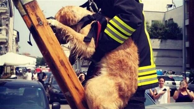 Milano: cane abbandonato sul balcone salvato dai Vigili del Fuoco