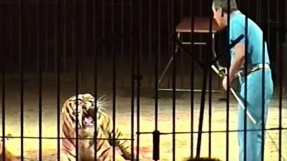 Circo Orfei, tragedia a Bari: le tigri sbranano l’addestratore
