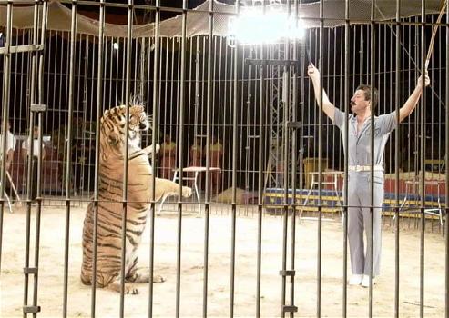 Circo Orfei, tragedia a Bari: le tigri sbranano l’addestratore