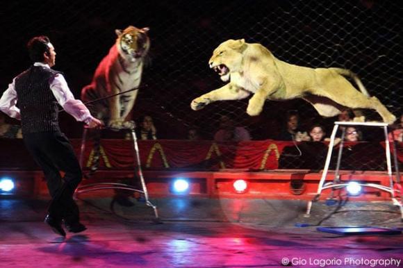 Circo Orfei, tragedia a Bari: le tigri sbranano l’addestratore