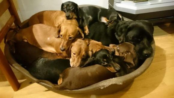Un 19enne è riuscito a scattare una foto epica dei suoi 16 bassotti tutti insieme