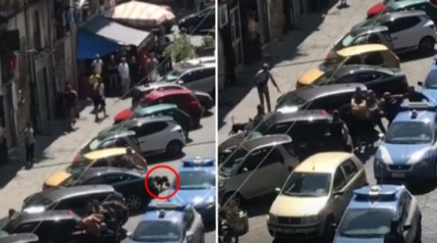 Napoli, un pitbull difende il suo proprietario dall’arresto: i poliziotti sparano e lo uccidono