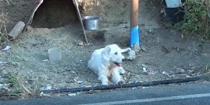 Il proprietario muore in un terribile incidente: il suo cagnolino lo aspetta in quel punto da un anno e mezzo