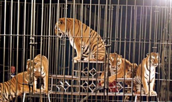 Domatore ucciso dalla tigre, l’appello disperato della moglie: “Vi prego, non sopprimetela!”