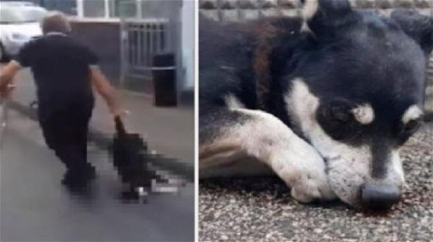 Cane preso a bastonate nel Napoletano, denunciato un pensionato
