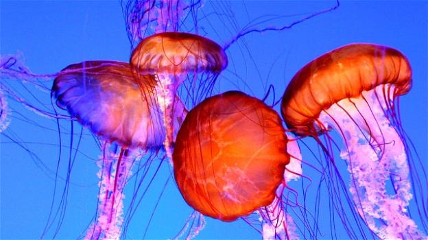Cibo del futuro: tra qualche anno mangeremo anche le meduse
