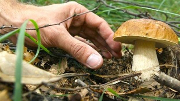 Inizia la stagione della raccolta dei funghi: le raccomandazioni del Ministero della Salute