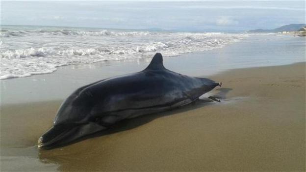 Esemplare di delfino spiaggiato lungo la costa di Ostia: possibile ennesima vittima di morbillo