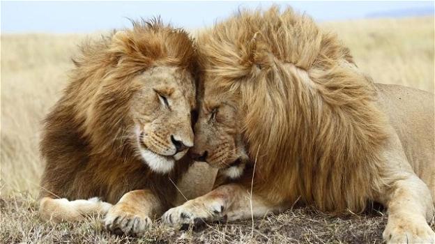 Rapporto WWF: 43% di leoni in meno dal primo film "Il Re Leone"