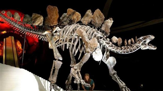 Scoperto il più antico fossile di stegosauro: risalirebbe a 168 milioni di anni fa