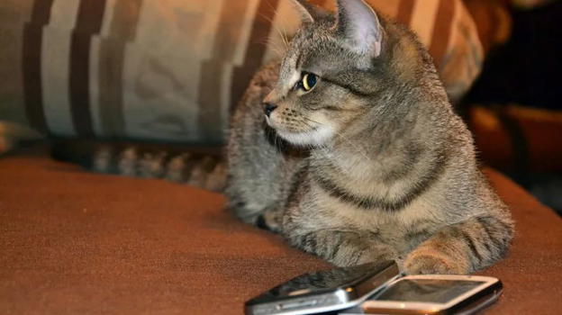 Costa Rica, gatto arrestato per favoreggiamento: introduceva cellulari in carcere