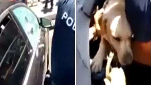 Labrador chiuso in auto, disidratato e sofferente: la polizia riesce a salvarlo