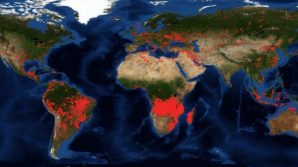 Il 2019 ha distrutto le foreste mondiali
