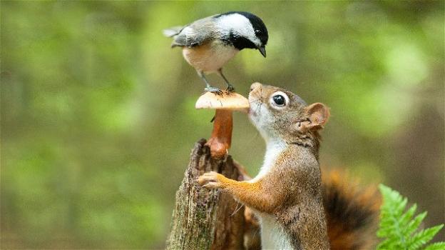 Lo scoiattolo decodifica il canto degli uccelli per trarne vantaggio: lo studio dell’Oberlin College