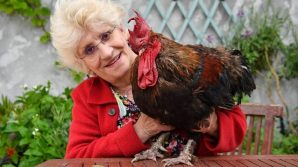Francia: per i giudici il gallo Maurice potrà continuare a cantare senza inibizioni