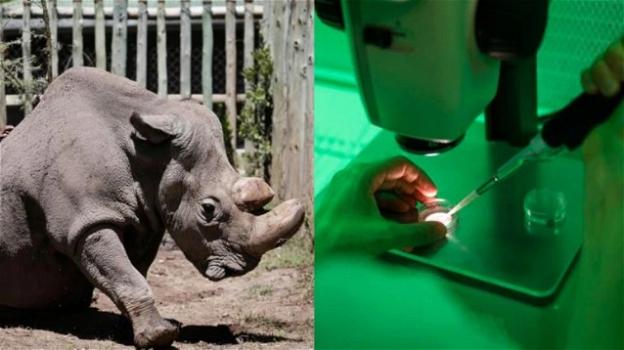 Creati gli embrioni per evitare l’estinzione dei rinoceronti bianchi