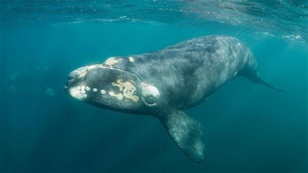 Resta poco tempo per fermare l’imminente estinzione della balena franca del Nord Atlantico: muore per mano dell’uomo