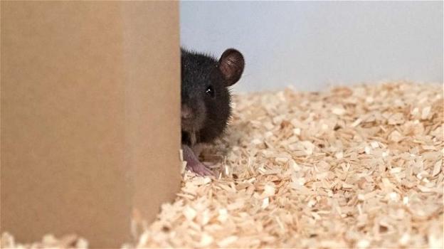 Anche i topi giocano a nascondino e si divertono